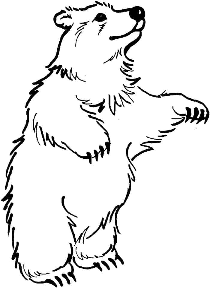 Bear Face Coloring Pages