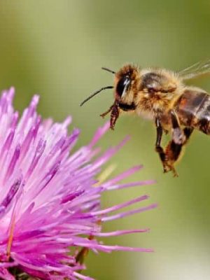 Bee