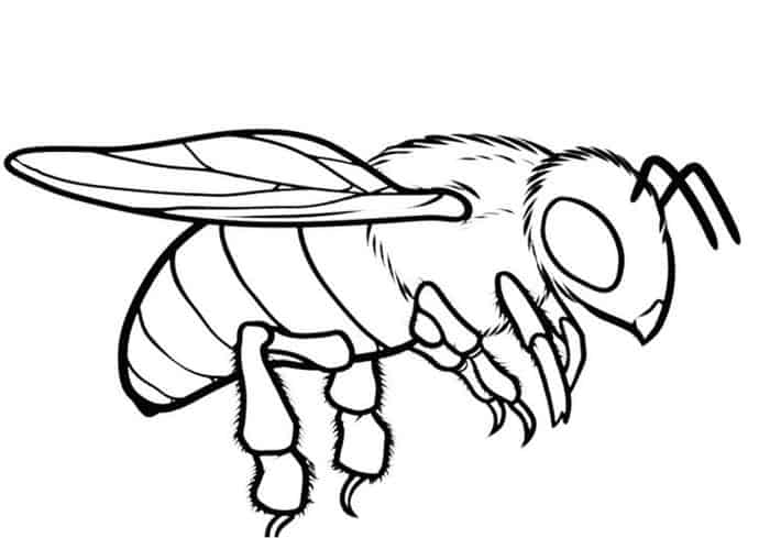 Bee Coloring Pages For Adults