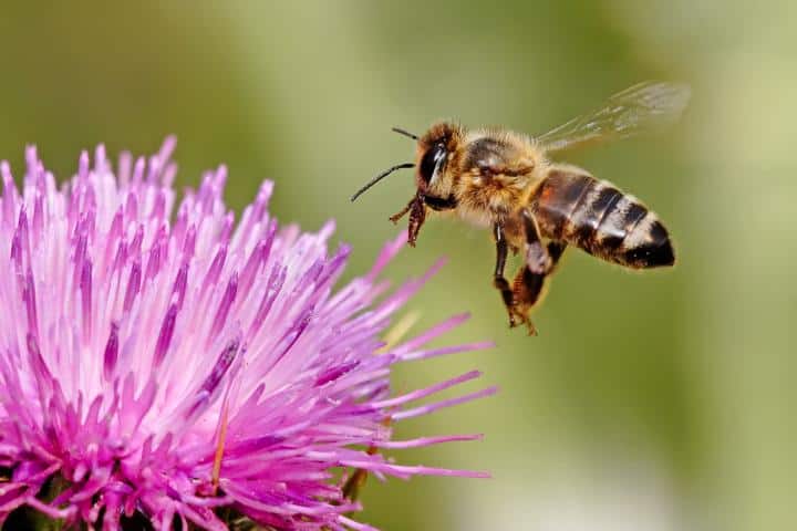 Bee