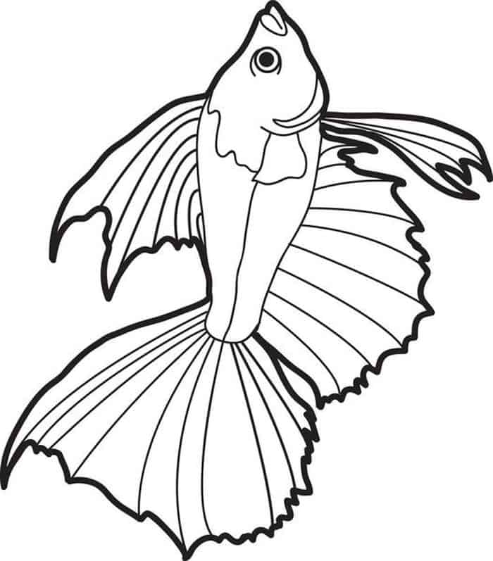 Betta Fish Coloring Pages