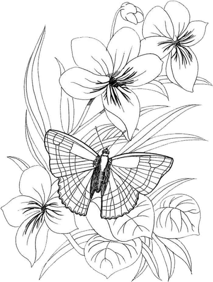Butterflies And Flowers Coloring Pages