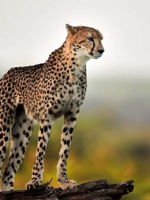 Cheetah