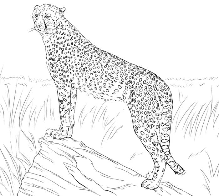 Cheetah Coloring Pages For Adults