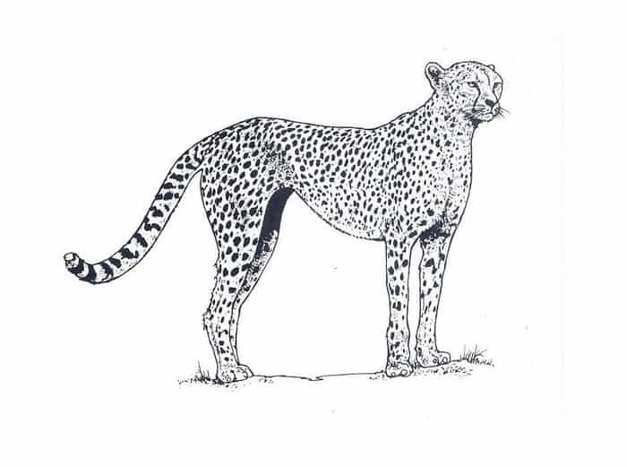 Cheetah Coloring Pages Online