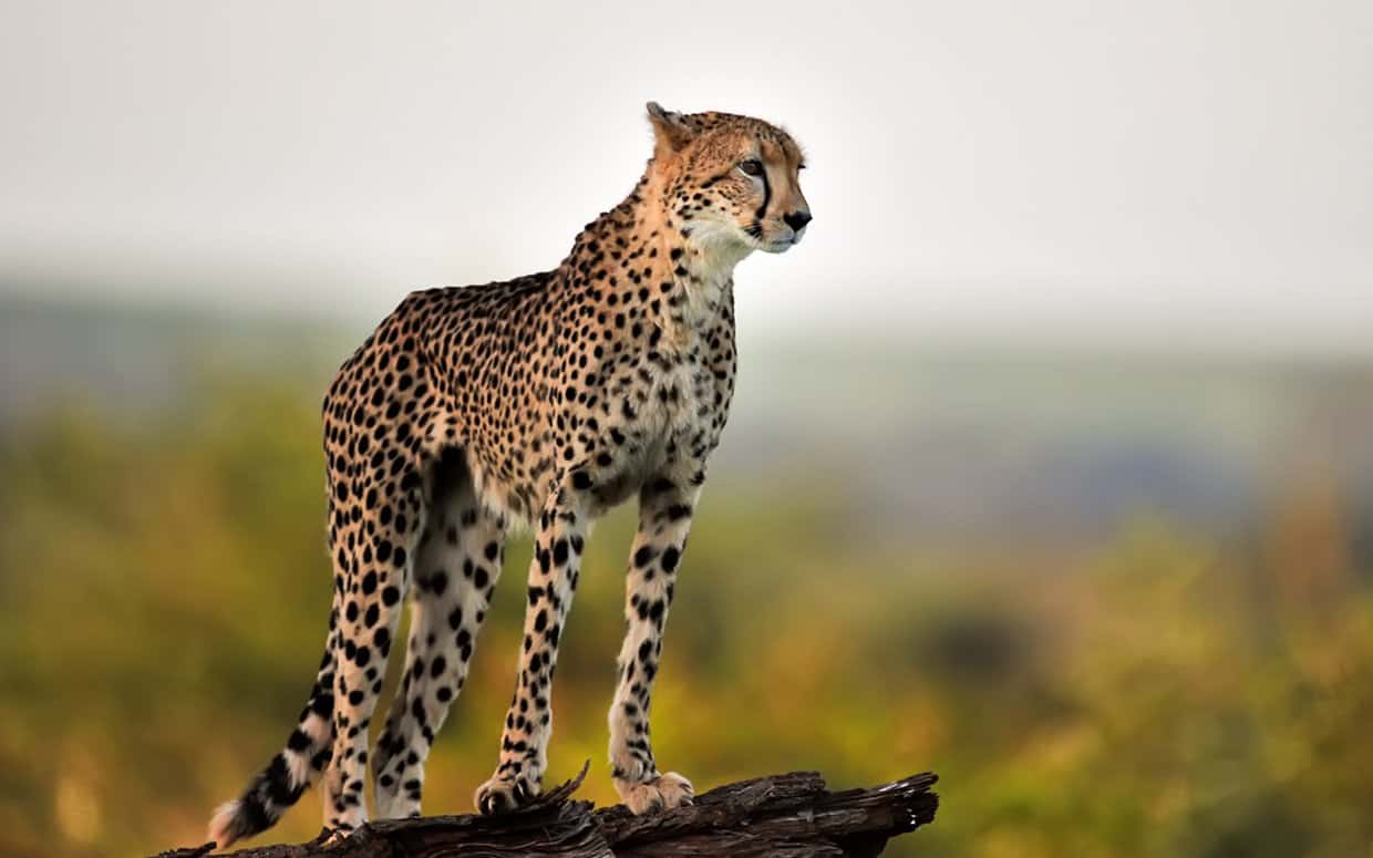 Cheetah