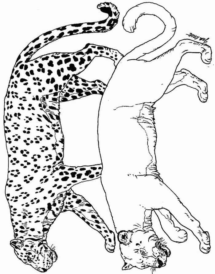 Coloring Pages Design Cheetah