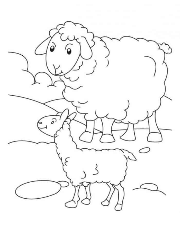 Coloring Pages Of A Sheep