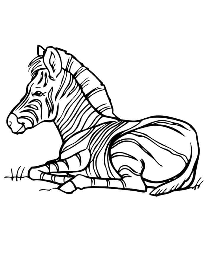 Coloring Pages Of A Zebra
