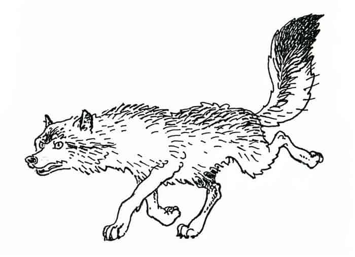 Coloring Pages Of Wolves