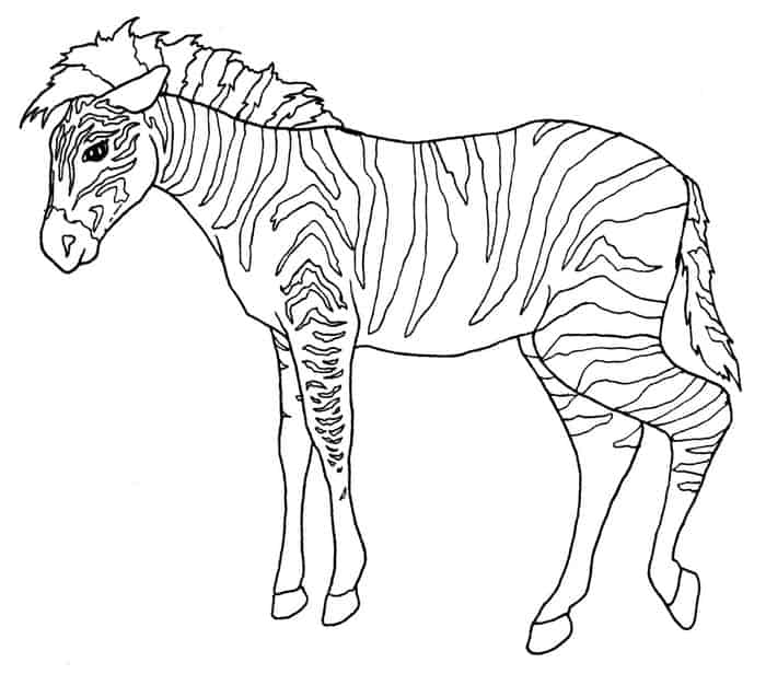 Coloring Pages Zoo