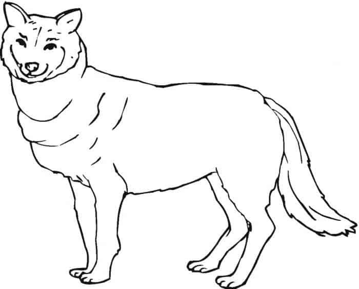Coloring Wolves Printable Pages