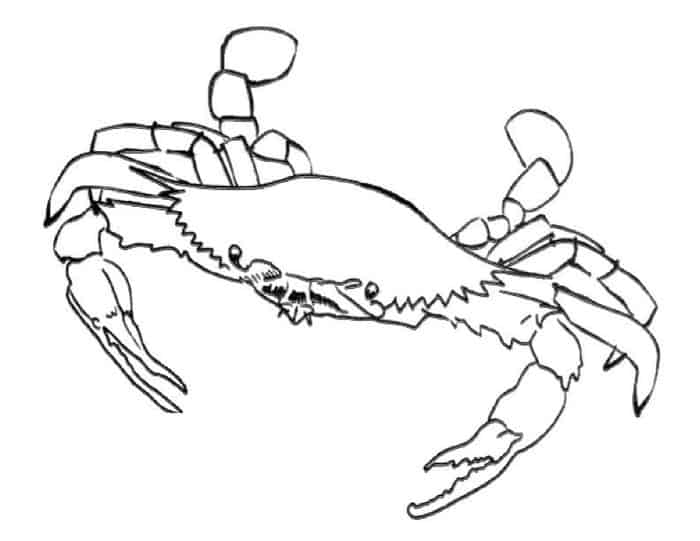 Crab Reading Book Coloring Pages