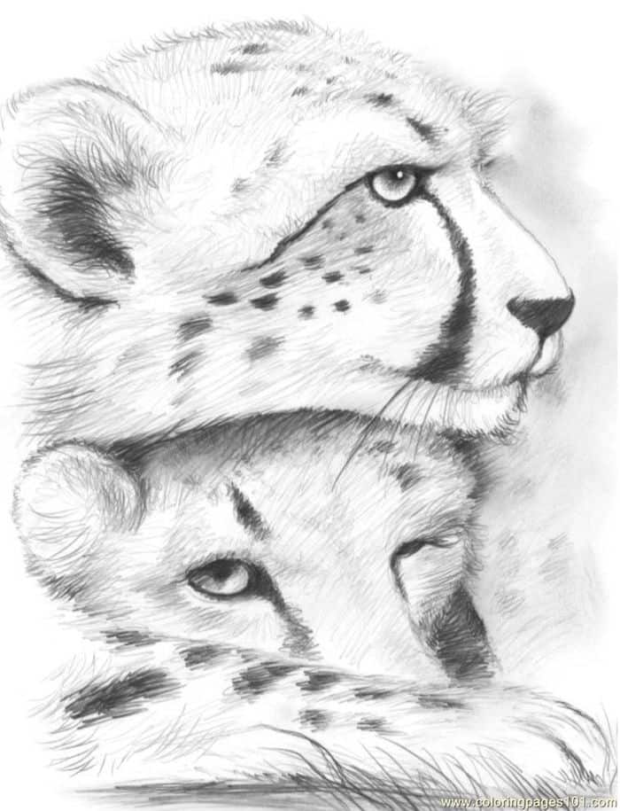 Cute Cheetah Animal Coloring Pages