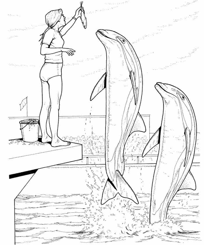 Detailed Dolphin Coloring Pages