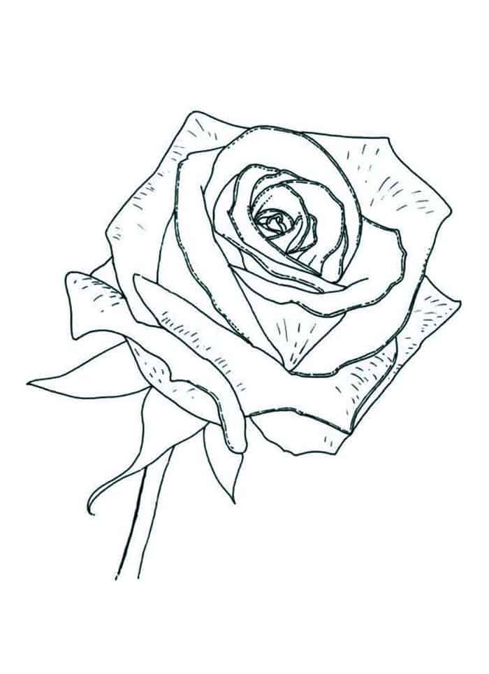 Detailed Rose Coloring Pages