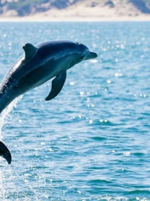 Dolphin