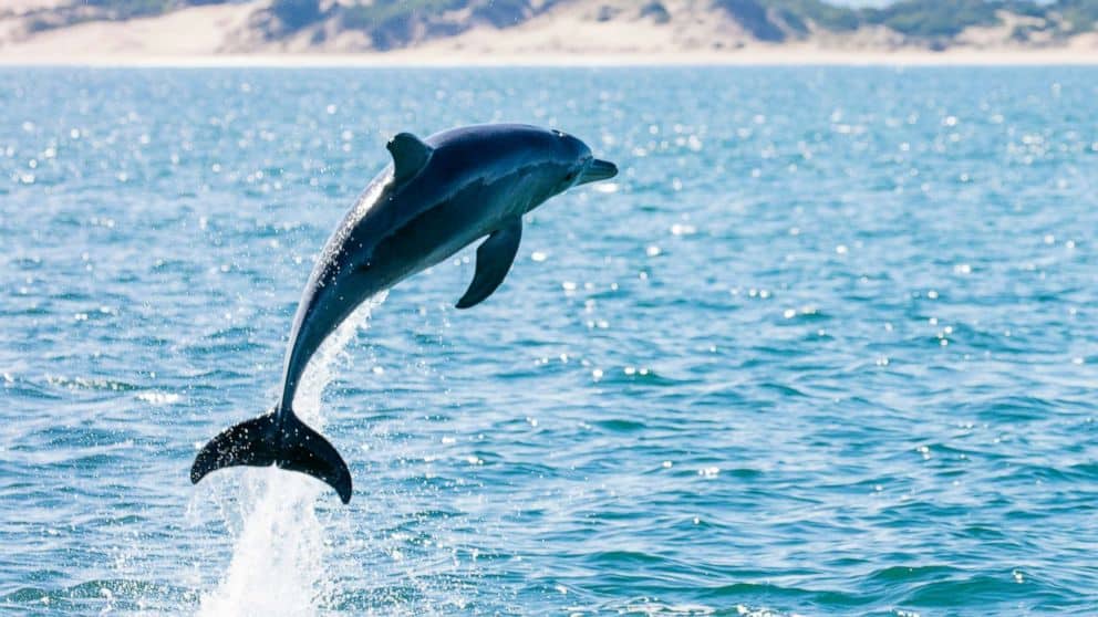 Dolphin