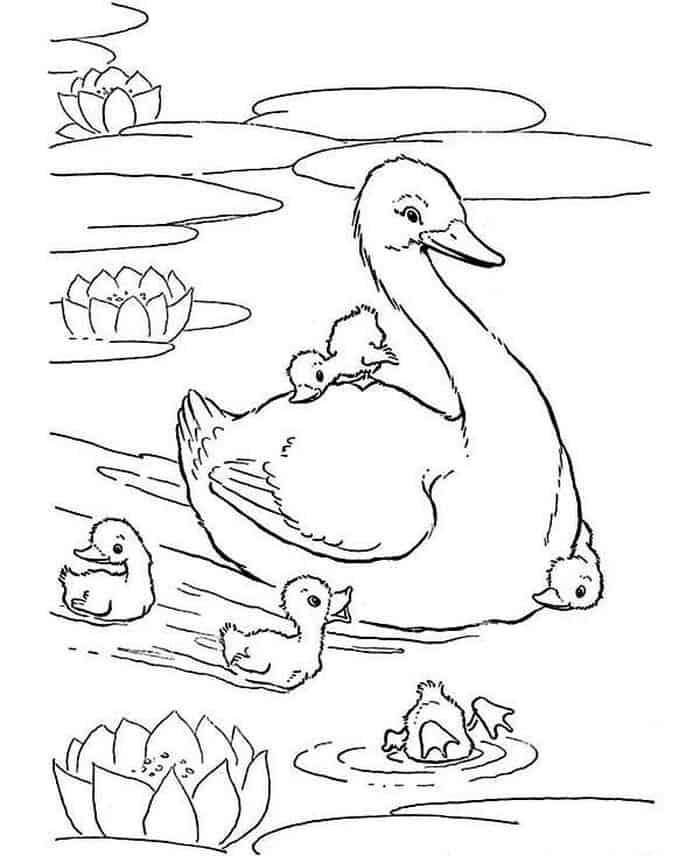 Duck Coloring Pages For Adults