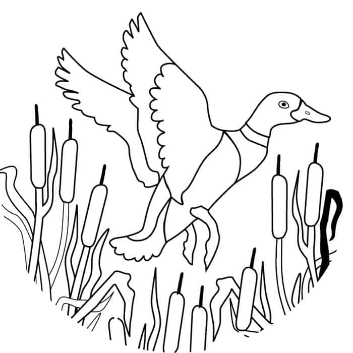 Duck Hunting Coloring Pages