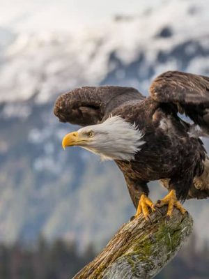 Eagle