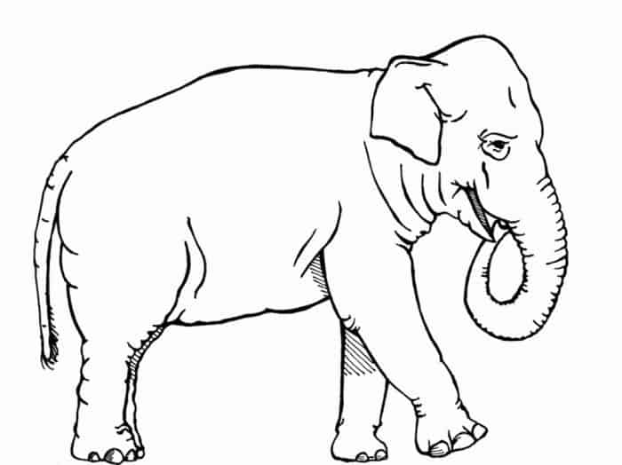 Elephant Coloring Pages To Print