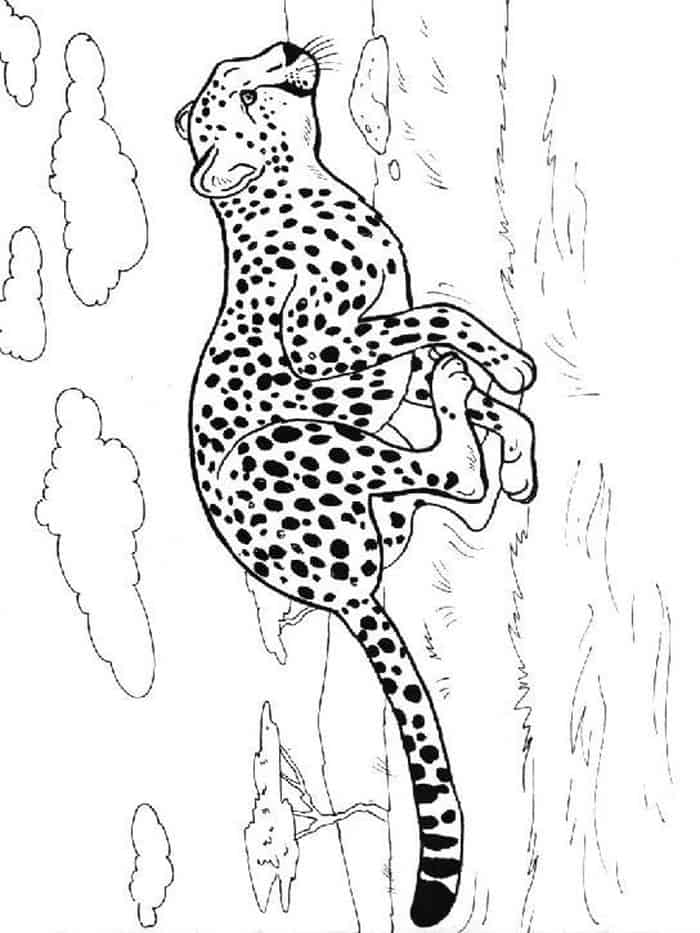 Free Cheetah Coloring Pages
