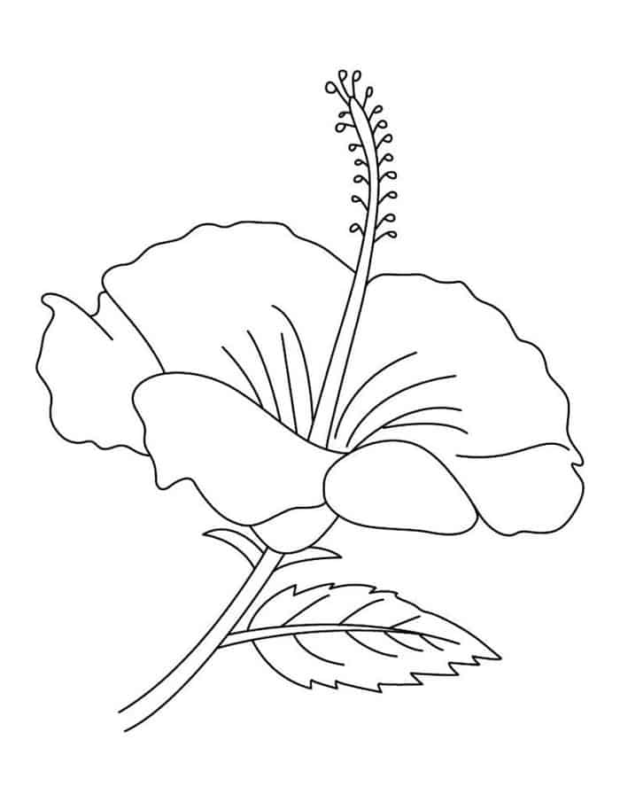 Free Printable Coloring Pages Of Flowers