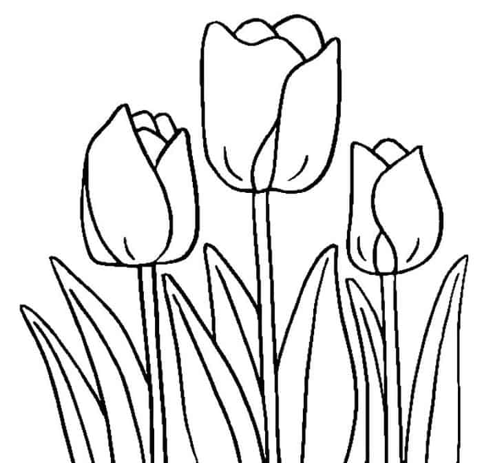 Free Printable Tulip Coloring Pages