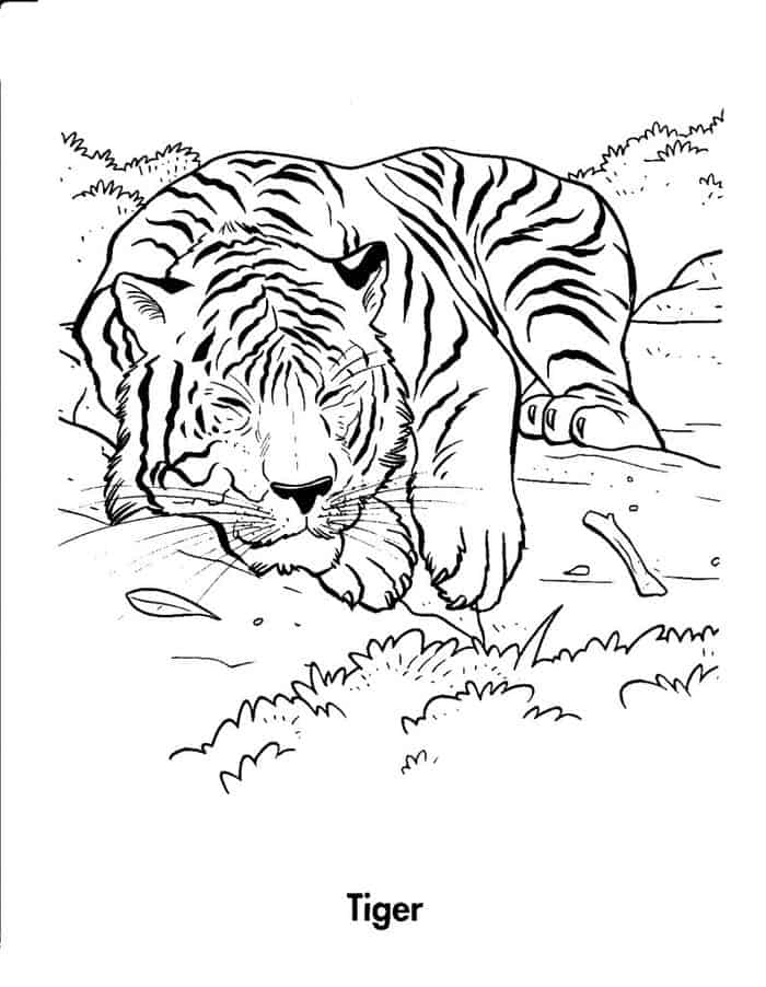 Free Tiger Coloring Pages For Adults