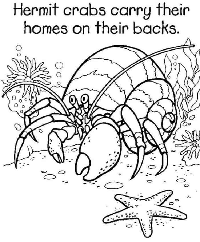 Hermit Crab Adult Coloring Pages