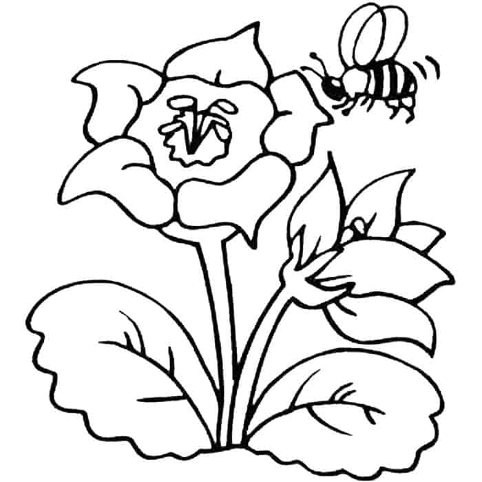 Honey Bee Coloring Pages