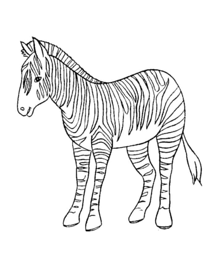 Images Zebra Coloring Pages