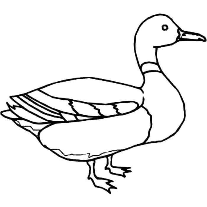 Mallard Duck Coloring Pages