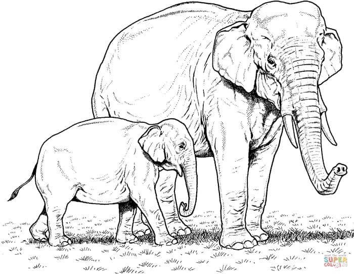 Mom And Baby Elephant Coloring Pages