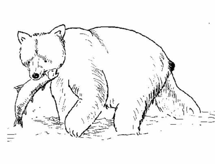 Polar Bear Coloring Pages
