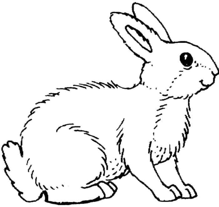 Printable Rabbit Coloring Pages