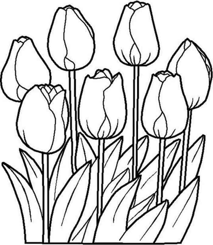Printable Tulip Coloring Pages