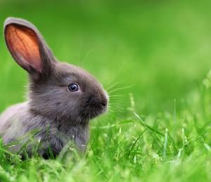 Rabbit