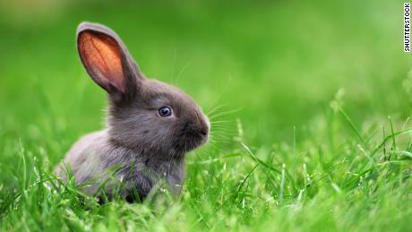 Rabbit
