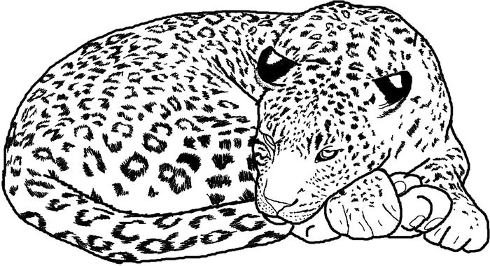 Realistic Cheetah Coloring Pages