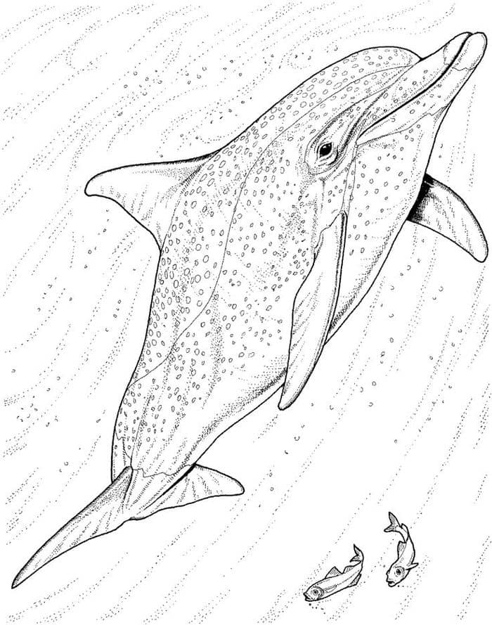 Realistic Dolphin Coloring Pages