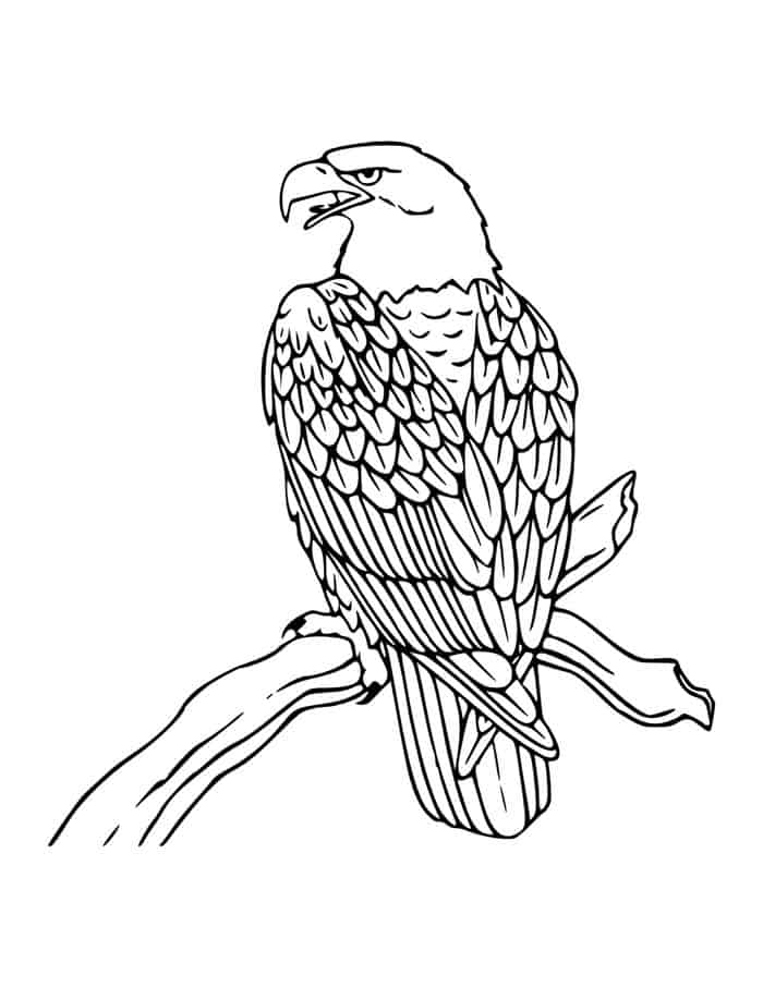 Realistic Eagle Coloring Pages