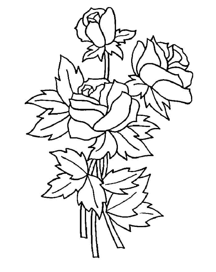 Rose Adult Coloring Pages