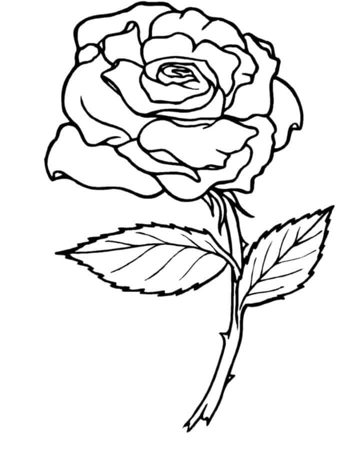 Rose Flower Coloring Pages