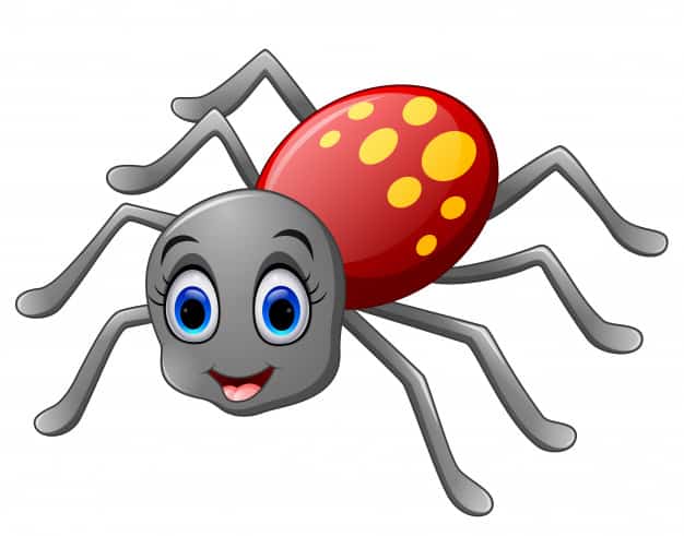 Spider