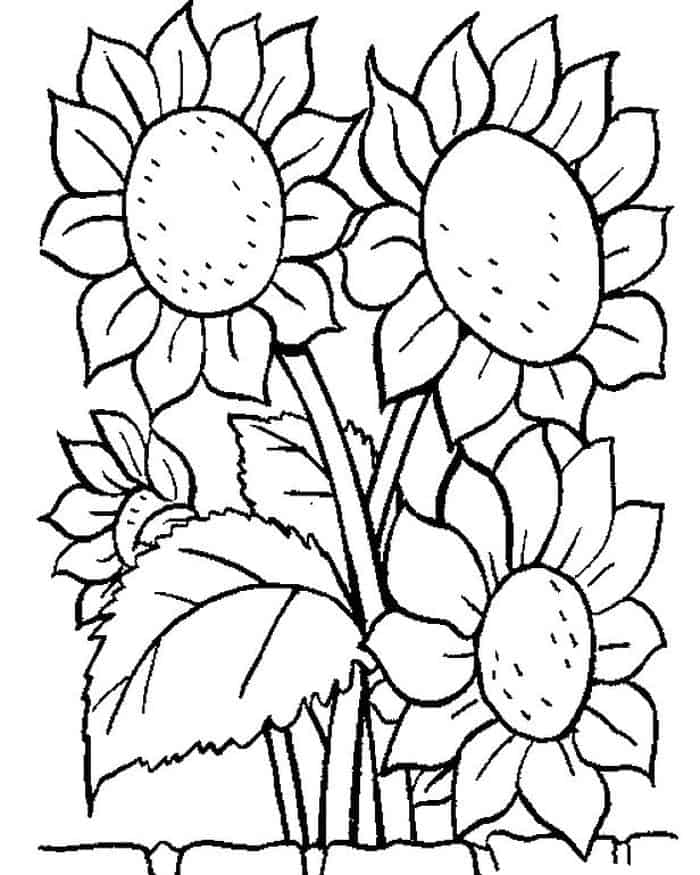 Sunflower Adult Printable Coloring Pages