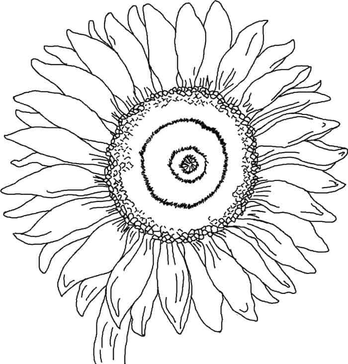 Sunflower Coloring Pages For Adults Deatailed