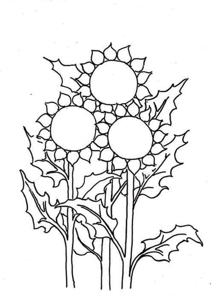 Sunflower Coloring Pages To Print