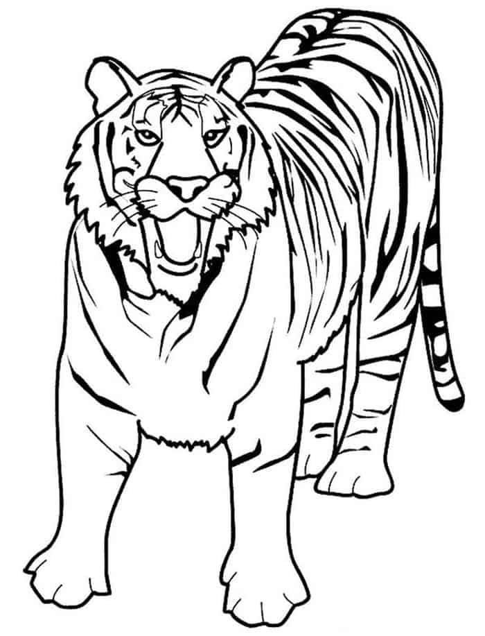 Tiger Adult Coloring Pages